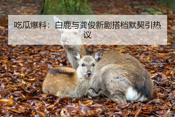吃瓜爆料：白鹿与龚俊新剧搭档默契引热议